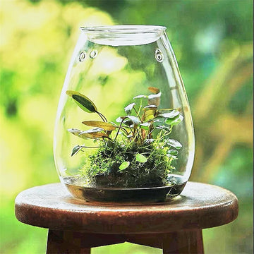 Mini Glass Terrarium Succulent Decor